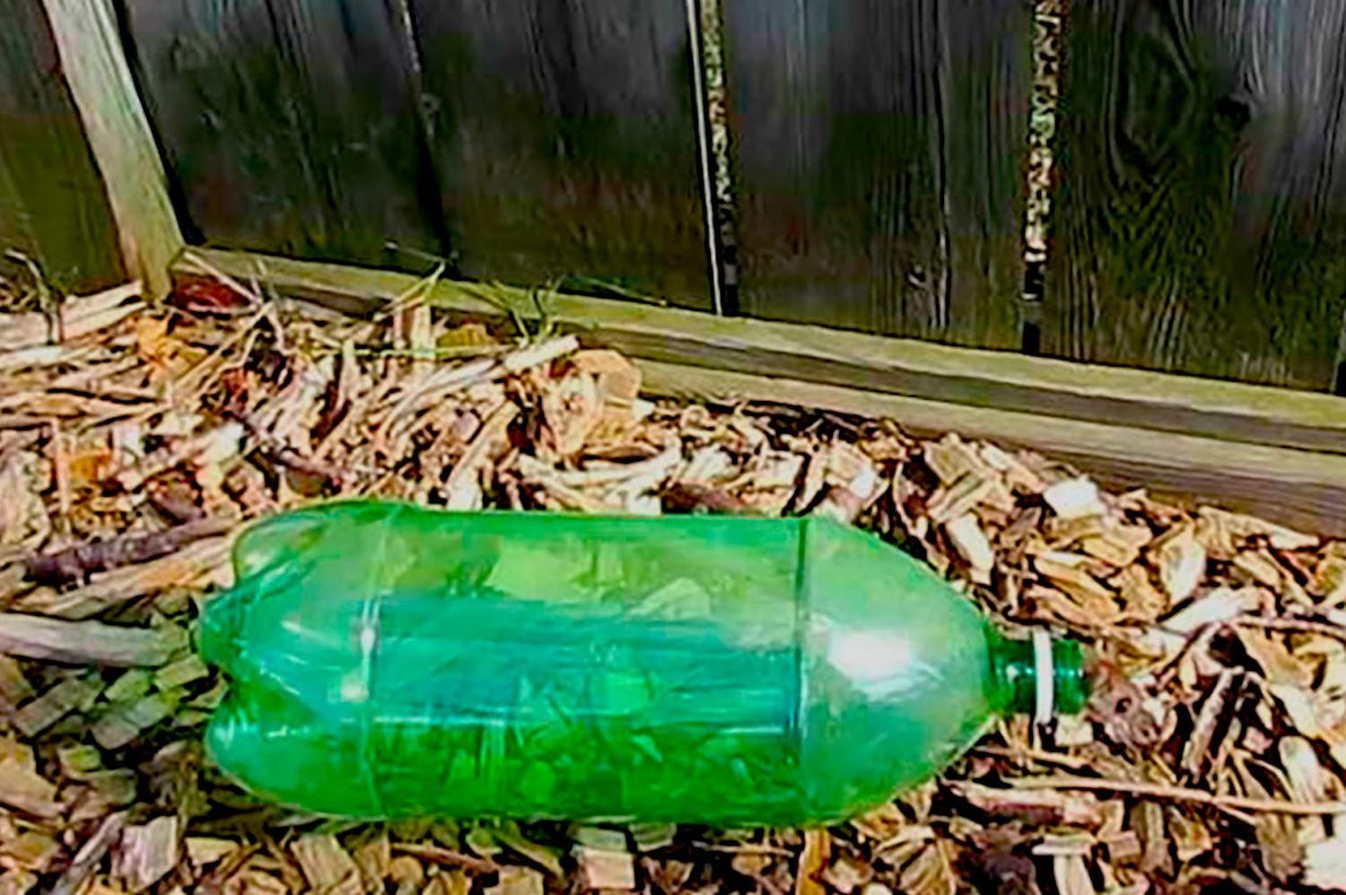 Hjemmelavet musefælde En hjemmelavet musefælde lavet af en plastikflaske, holder musen i live.